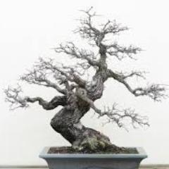 CilekWahyu's profile picture. WOOOUUUU....