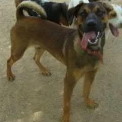 ADOPTA SALVA UNA VIDA - es una Asoc. formada por 4 particulares de Valencia. Rescatamos animales abandonados y maltratados, y buscamos su segunda oportunidad