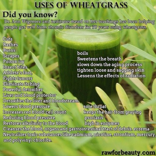 Fresh SWEET PURE 100% ORGANIC WHEATGRASS shots. SORRY, WE'RE 'ON HOLD' FOR THE TIME BEING.