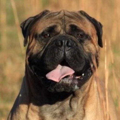 Breed and show Bullmastiff dogs. Animal lover:) Married for almost 30 years with one wonderful son. I am a private duty nurse.
