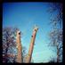 Bushy & Home Parks (@fbhp_uk) Twitter profile photo Bushy & Home Parks (@fbhp_uk) Twitter profile photo