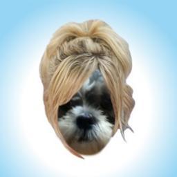 Chrystal_thedog's profile picture. Hello my name is Chrystal, i am a shih tzu dog.
I also just want to say a great big thank you to all of my fans who send me amazing doggy stuff I LOVE YOU ALLx