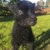 Micro Lamb (@microlamb) Twitter profile photo