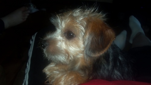 Primitive_Chic's profile picture. A simple gal who loves primitive and antique decor. Together with her hubby have opened a small shop located at 223 E. Lincoln Hwy. Dekalb, Il.