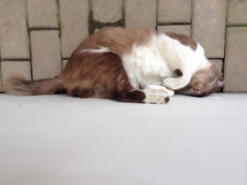 coolestjune's profile picture. 