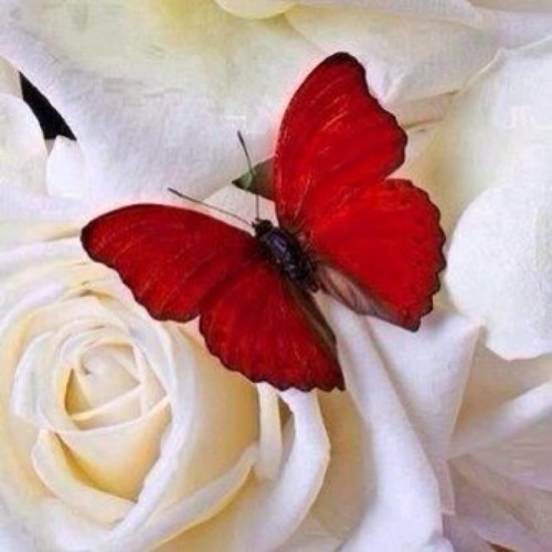 الدنيا حِكايةٌ خُرَافية أحْدَاثُها أغَربُ من الخَيَال تَتَحَدّثُ عَن البقاء ولاَ شيءَ فِيهَا يَدومّ..!