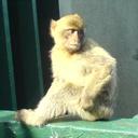 Eli Gold Knee - @eligoldknee - Twitter