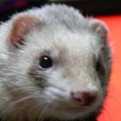 akachama's profile picture. 