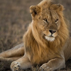 safarisnapper's profile picture. 