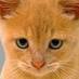 Alicia Redford (@cat_lover_) Twitter profile photo Alicia Redford (@cat_lover_) Twitter profile photo