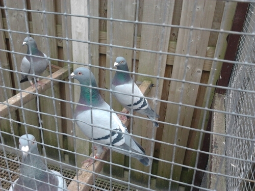 denol4's profile picture. gek op postduiven