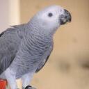 Gina Ellison - @gabbyandgizmo - Twitter