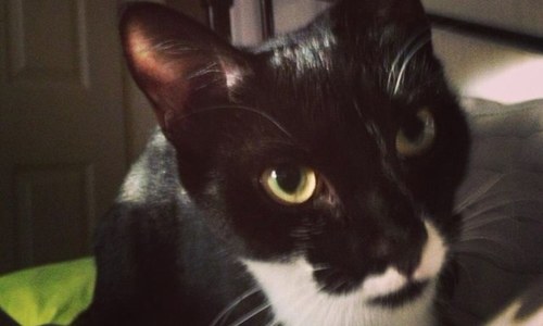 looby_lou85's profile picture. 