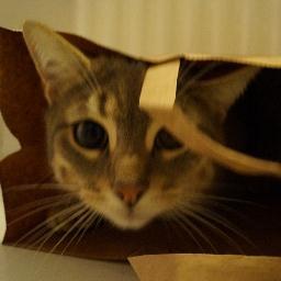 Poneydisjoncte's profile picture. Astronaute, éleveuse de poney comblée, femme à barbe à ses heures perdues.