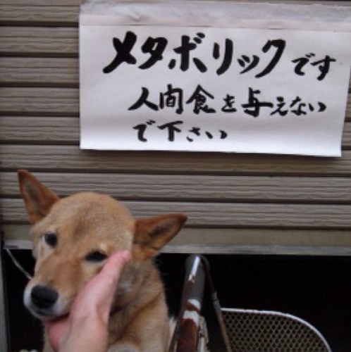 哺乳類です。 ホモ・サピエンスです。同類を探しています。