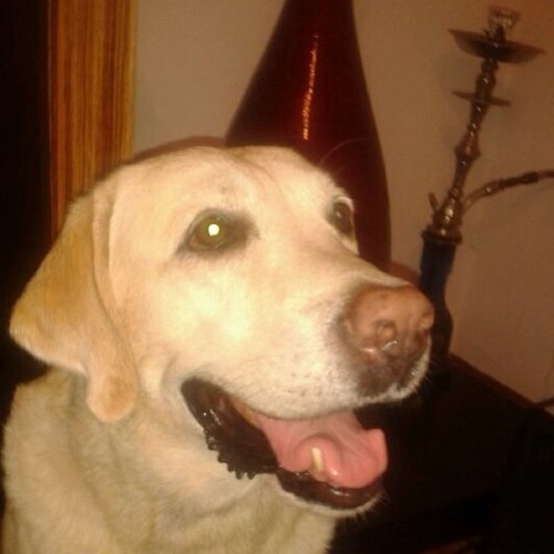 Perro, pero no tanto como el tata gonzalez. Fanatico del ZALA y el jona
