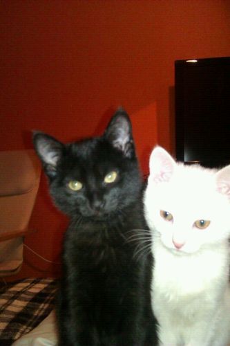 ehermidagarcia's profile picture. 