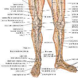 I'll help you get ready for your next #LowerLimb exam. Tweet me your answers!