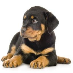 FunnyDog_Pg's profile picture. Addestramento Cani Perugia. Corsi per cuccioli e cani adulti. 338.3032900

Pagina Facebook https://t.co/PYcvo2x3NP