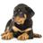FunnyDog_Pg's profile image