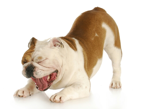 I just want to eat, sleep, sniff things and get my belly rubbed :)