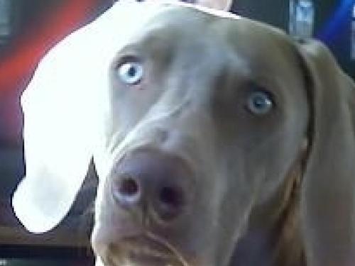 Finding people the right job w/the right Co./ Committed to providing a great experience for my clients always / Independent R+F consultant / Weimaraner mom
