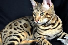 Tweeteuse de chat, complice des chats, amis des chats, fin... la chatitude quoi !