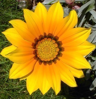 TheGardenHands's profile picture. A helping hand in the garden from a knowledgable, RHS qualified nurserywoman. Enthusiastic Apiarist in training.