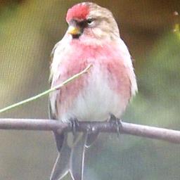 FinchCarole's profile picture. 