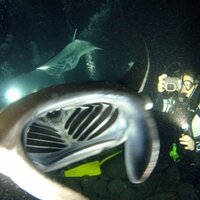 Kasey Cantwell (@coralreef_kc) 's Twitter Profile