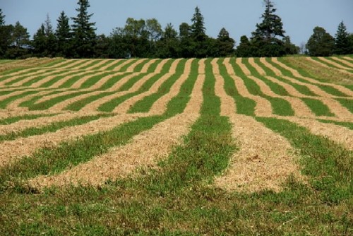 WiedmannRon's profile picture. Stagecoach Driver