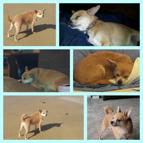 JUDE_DEXTER's profile picture. mum to two gorgeous girls, wife & devoted owner of the worlds most adorable dog ❤️