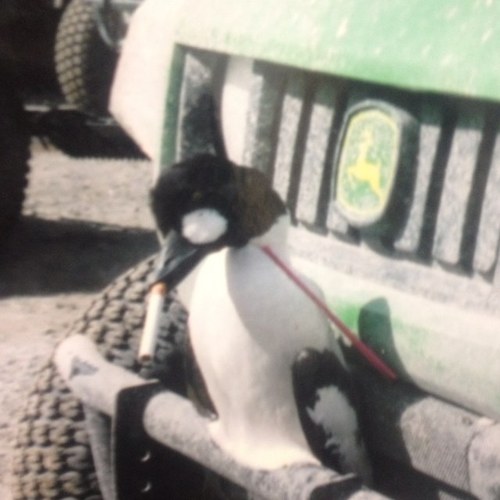 whtdvl333's profile picture. 