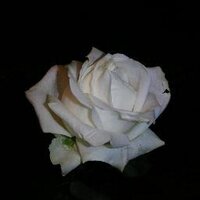 Ariane (@vanjira) 's Twitter Profile