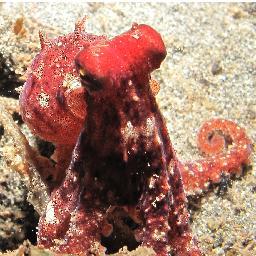 davetodd's profile picture. Digital Media Guy - Crowdsourcing, Gamification and Transmedia.