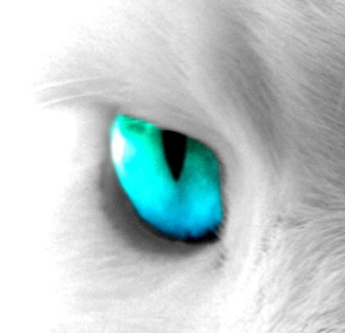 jaguar500's profile picture. 兼具精神病人和弱智儿童的优点。
技术爱好|扯淡爱好|胡思乱想+深思熟虑|科学爱好|宅+网络依赖症|伪技术宅|偶尔旅行