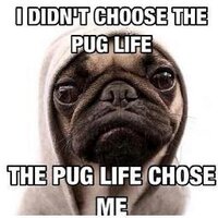 Mark Logie (@logiemark) 's Twitter Profile