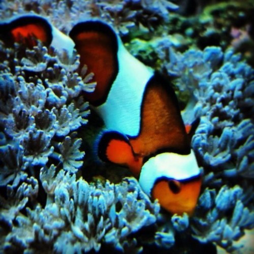 Connecting twitter and your saltwater tank. An easy way to share your salt-water experience with others.   Post questions, comments and pictures of your tank!