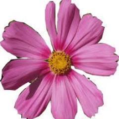 LilaCalogeram's profile picture. 