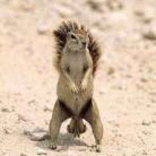 DarylsRightNut1's profile picture. ~Loving Norman Reedus~ you all are jealous and you know it. Norman follows!!!!! 6/18/13 C:Wendy Shepard&Moses Moseley follow -Don't really RP-