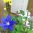 koni_spring's profile image