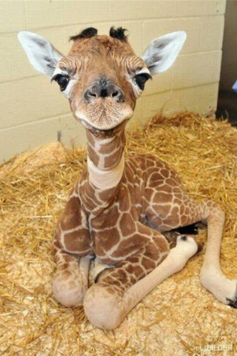 GlcspiceGinger's profile picture. 