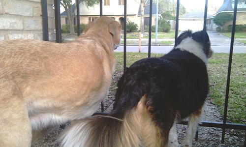 Director of Change Management at Access Sciences Corp;  Wife, mother to two humans, one 3-legged and one 4-legged dog;