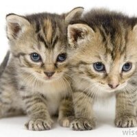 lenard mitan (@lenardmitan) 's Twitter Profile