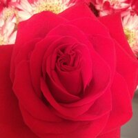 LisaKramp (@lisa_onthego) 's Twitter Profile