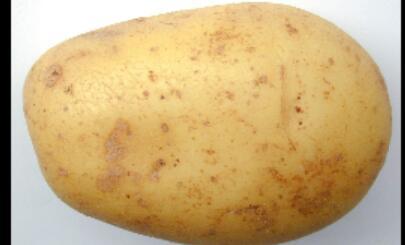 wisepotato's profile picture. Will I get followers if I steal stuff off of Tumblr? No? Ok. I'll just potate.