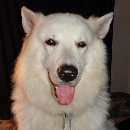 Whitegermanshepherds On Twitter Long Haired White German