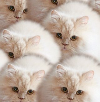 Relevant people with cats