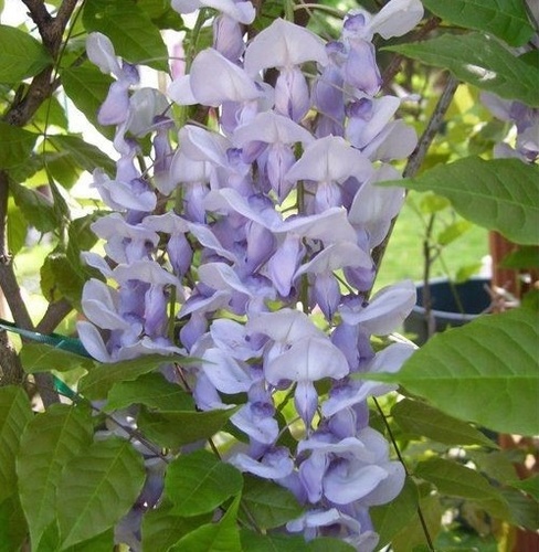 ... though nothing can bring back the hour of the splendor in the grass, the glory in the flower ...