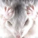 emanuela leone - @emanuelaleone2 - Twitter